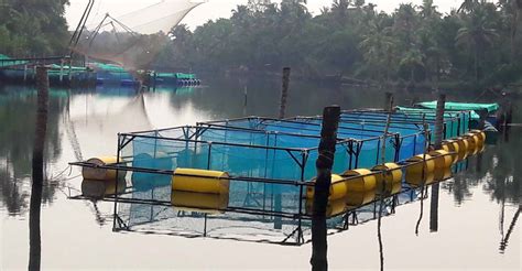 Natures Way Fish Hatchery ( Kerala Govt. Approved)